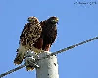 Parabuteo unicinctus